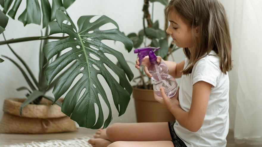 Todo sobre las monsteras: luz, riego y cuidados de la planta predilecta para decorar interiores