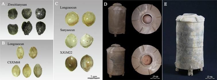Muestras recolectadas en este estudio. A: Semillas de mijo común del yacimiento de Ziweitianyuan. B: Cáscaras de mijo cola de zorra de Longzaocun y 2002CSXM68. C: Cáscaras de mijo común de Longzaocun, Sanyaocun y 2008XJGM22. D: Dos graneros de cerámica M111 de Longzaocun. E: Granero de cerámica de 2002CSXM68