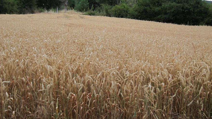 Campo de cereales.