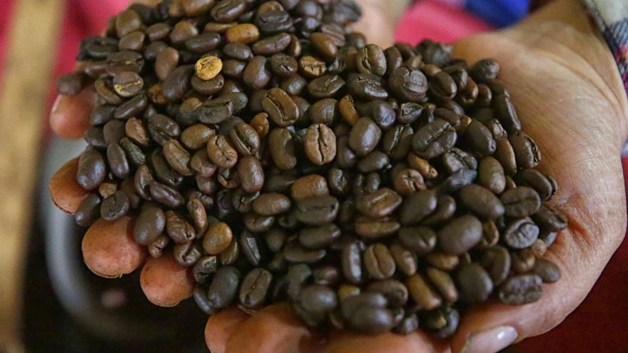 Las exportaciones de café hondureño crecen un 3 % en la cosecha 2024-2025