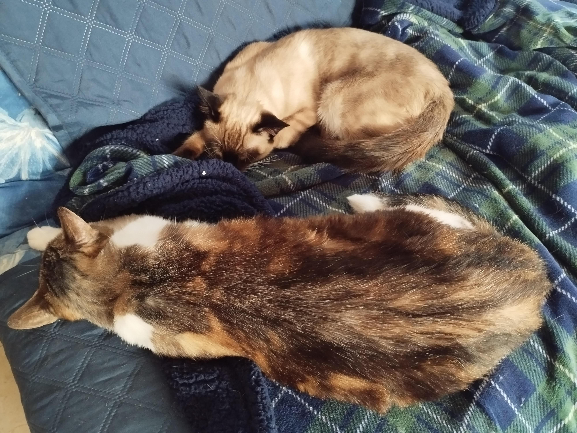 Jake y Thor, los gatos de mi hijo, sostienen con su ronroneo la paz interior en la que me refugio.