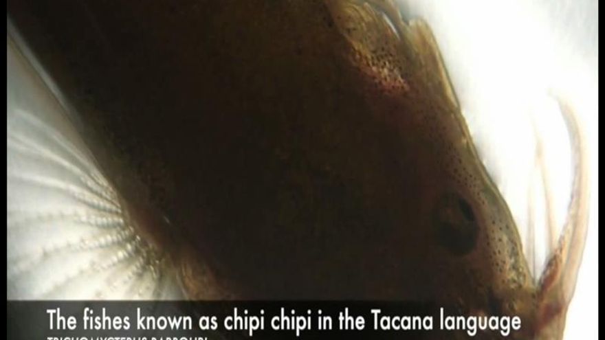 Primer documento visual de la migración del chipi chipi en río de Bolivia