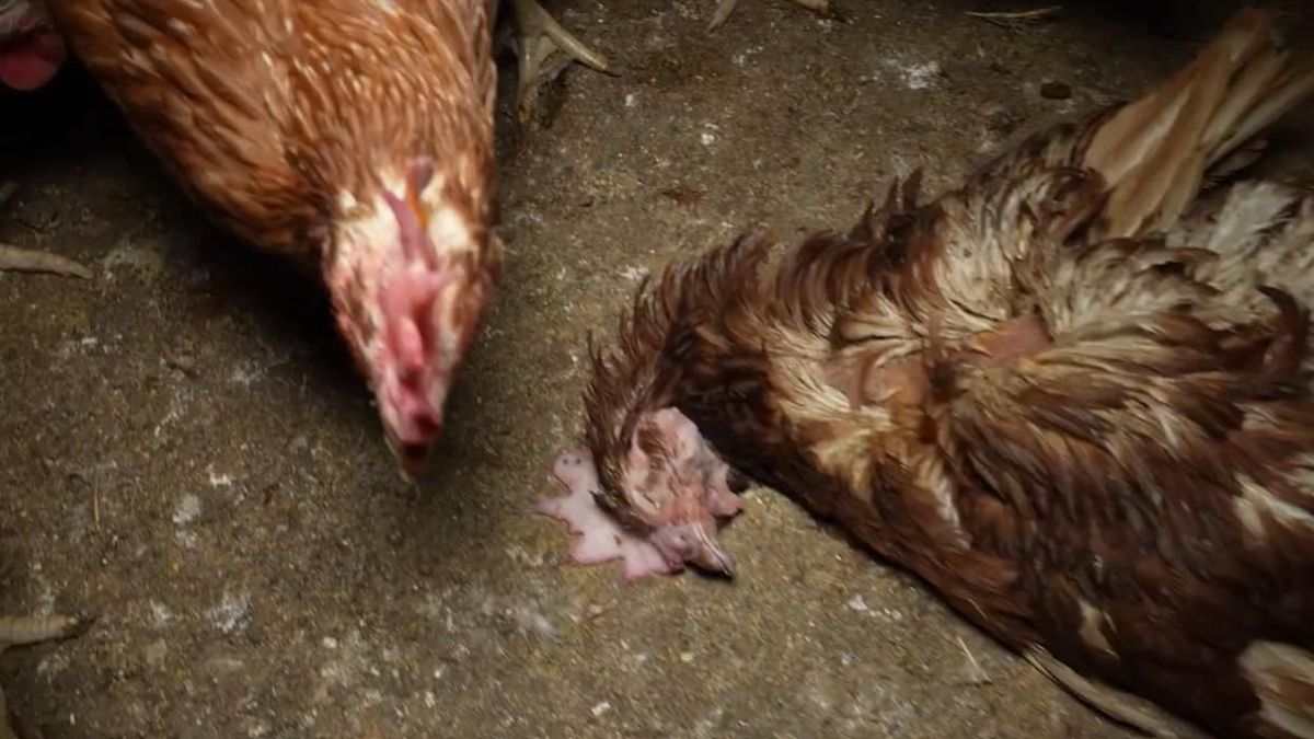 Un cadáver de una gallina muerta al lado de otra viva.