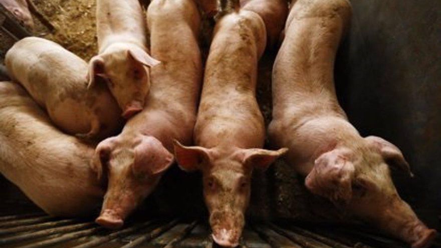 Tres denuncias contra una macrogranja porcina en Bailén: la sociedad civil investiga para evitar su instalación