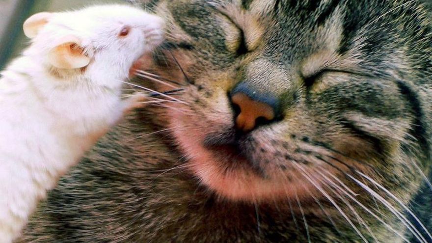 Un ratón juega con un gato.