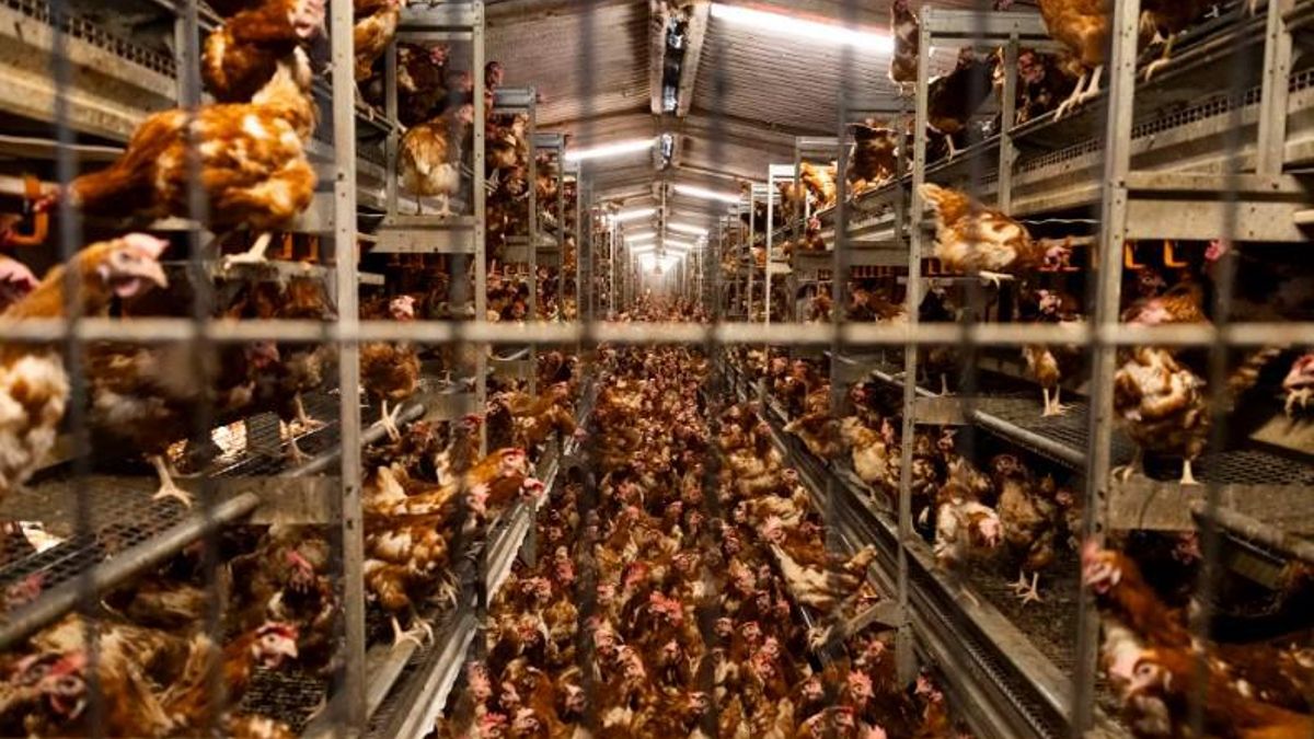 Ejemplares de cría en suelo, en la nave 1 de la granja de Llucmajor