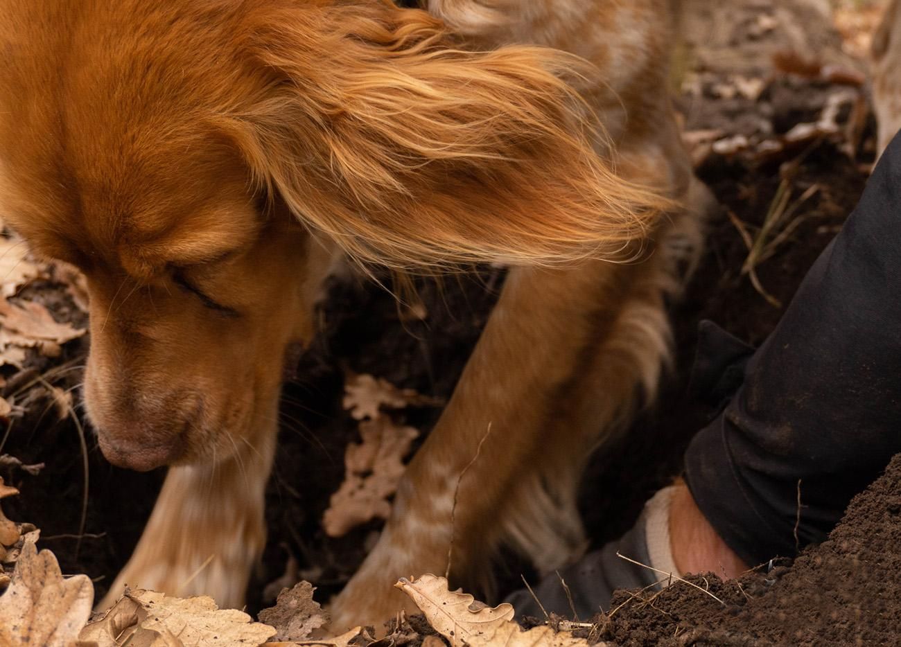 Todo comienza con el olfato de un perro