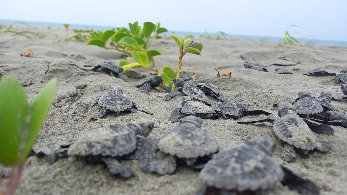 Eclosión de tortugas en playa Portete, Ecuador. Foto: cortesía Rubén Vinueza Chérrez y Estefanía Sánchez-Flores