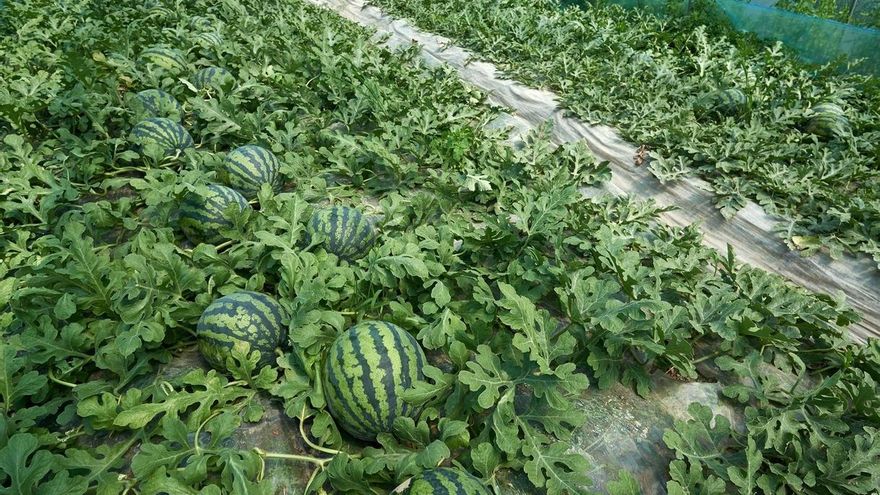 La Interprofesional recomienda de nuevo en esta campaña prudencia, especialmente en la siembra de sandía