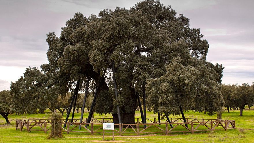 Se llama La Terrona y es la encina más grande y antigua de España