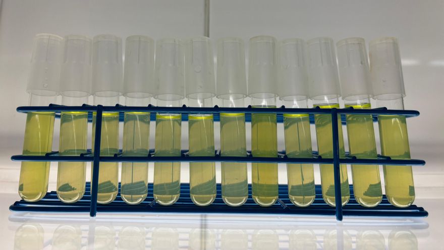 Cultivos de laboratorio de cepas de 'Prochlorococcus'.