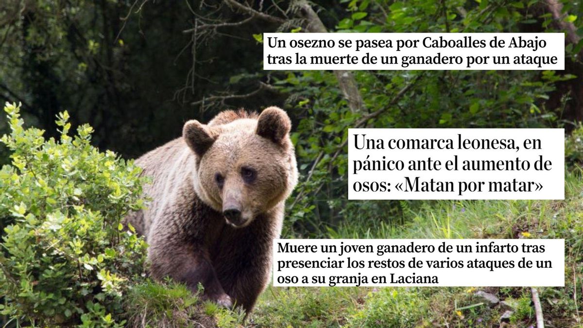 El oso se convierte en el nuevo objetivo después del lobo para desmontar la protección de la biodiversidad en España
