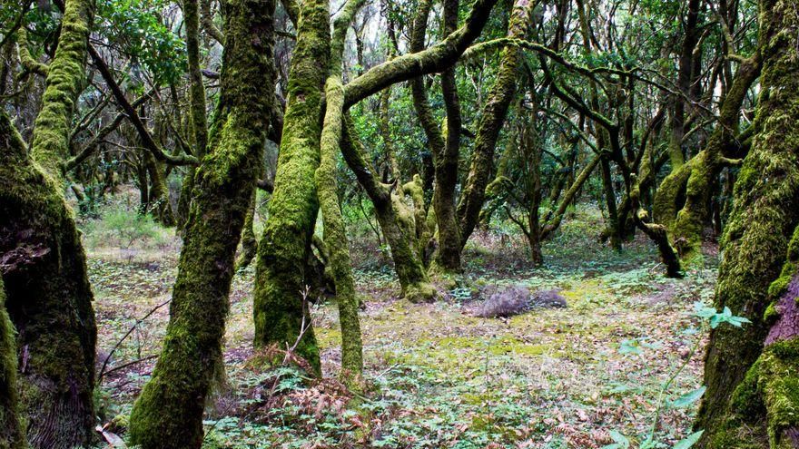 Parque Nacional de Garajonay, en La Gomera