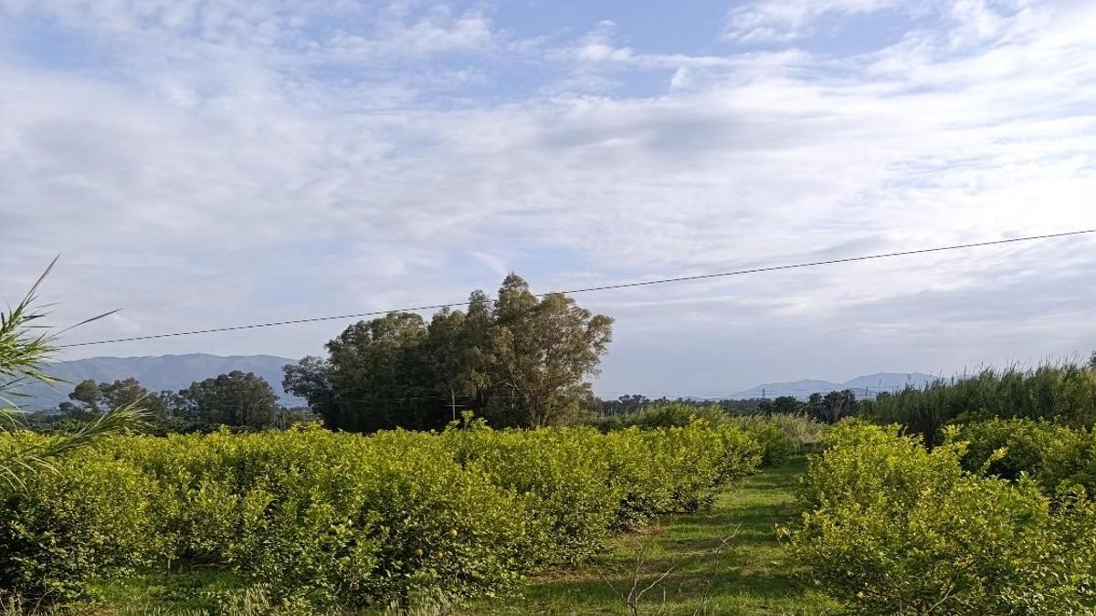 El campo ante su triple reto: agua, producción y sanidad vegetal