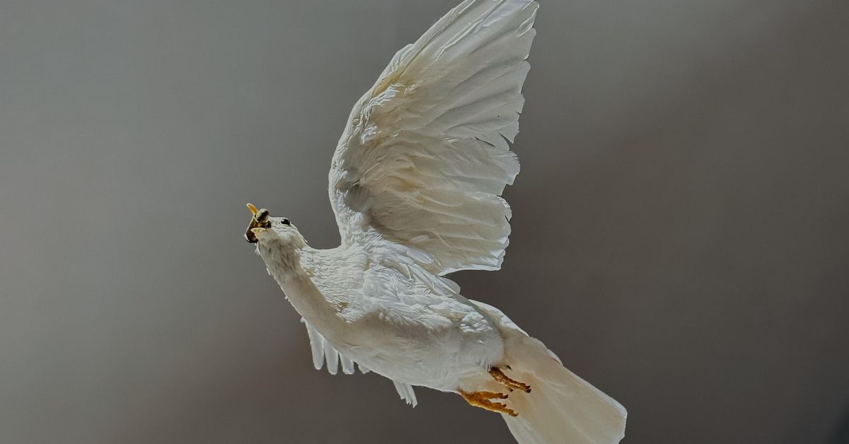 El límite del arte: sufrimiento animal en la Bienal de Pontevedra