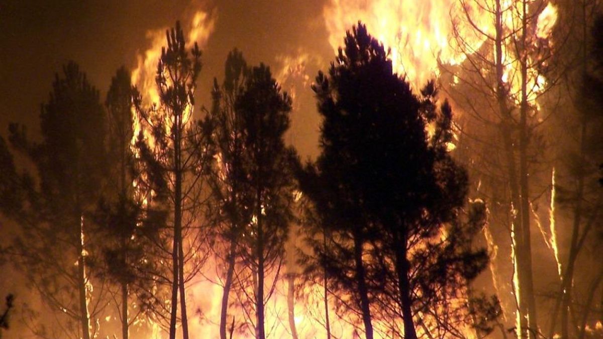 Árboles ardiendo en segundos.