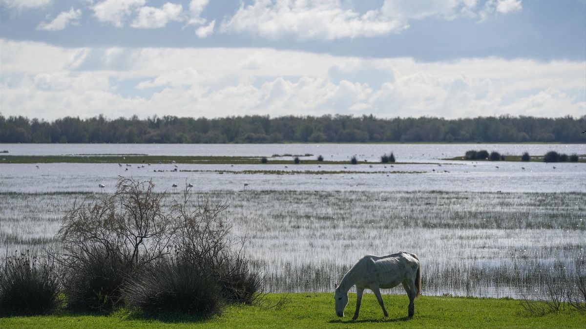 Aspecto de la marisma este mismo mes de marzo.
