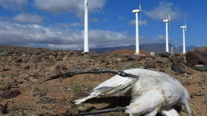 Investigadores de Oviedo analizan el impacto ambiental de los parques eólicos en la fauna silvestre