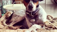 Cuatro servicios para que cuiden a tu perro cuando no estás en casa