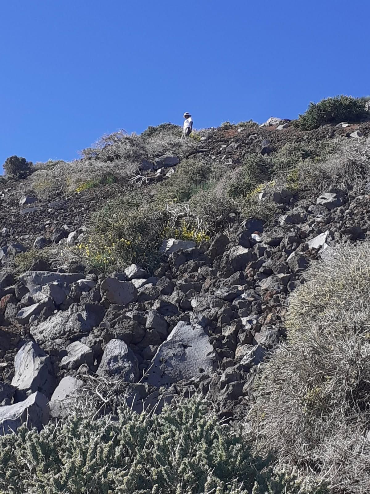 Rastreo en el marco de la campaña número 40 de eliminación de la especie exótica invasora ‘𝑺𝒆𝒏𝒆𝒄𝒊𝒐 𝒗𝒊𝒔𝒄𝒐𝒔𝒖𝒔’ en las inmediaciones del Observatorio del Roque de los Muchachos.