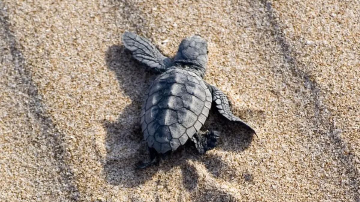 Un estudio demuestra que las tortugas ajustan su rumbo según el magnetismo terrestre