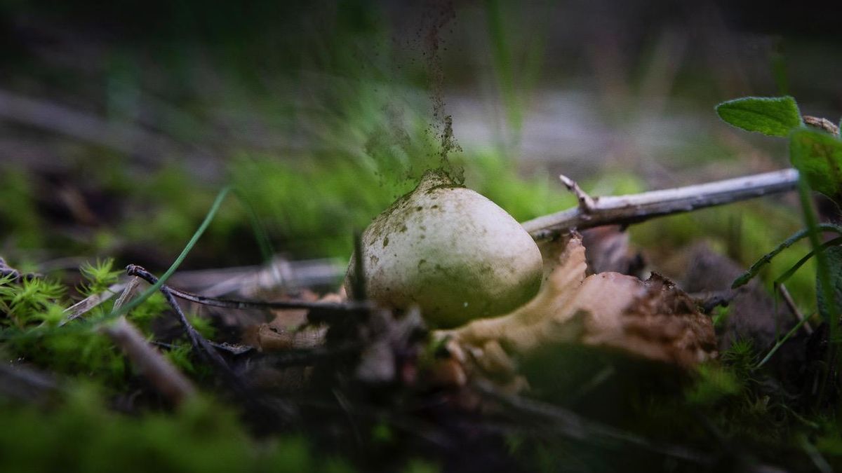 El 'Geastrum triplex’ no es comestible: conocido como ‘estrelleta de terra’, escupe esporas cuando presionan su sombrero con un palo.