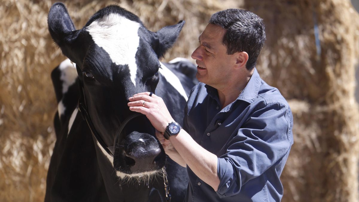 Juanma Moreno conversa con la vaca Blanca en su visita a una ganadería de Añora, Córdoba.