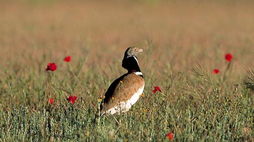 El sisón, el pequeño pájaro estepario que frena parques de renovables