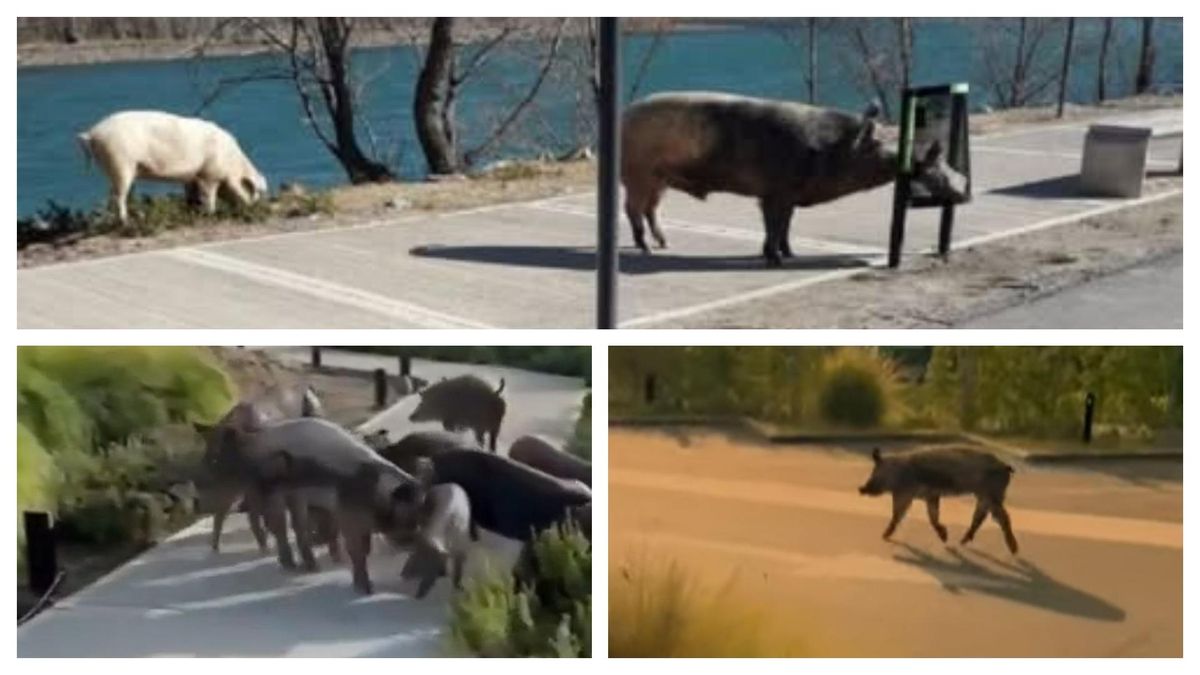 Tras la polémica por el desalojo de los carpinchos, aparecieron chanchos salvajes en Nordelta