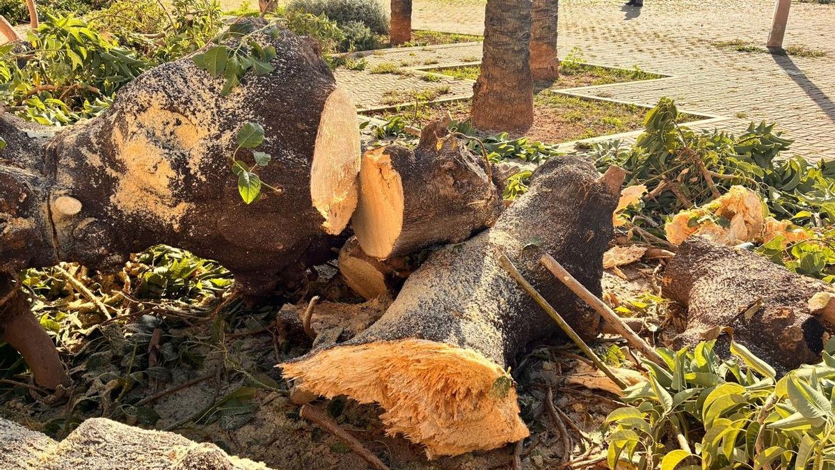 Tocones de bellasombra.