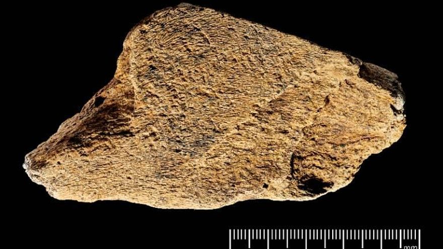 Descubren la herramienta de hueso de elefante más antigua de Europa y sorprende a los científicos