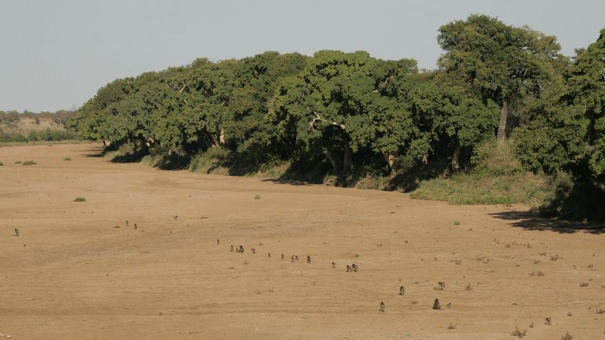 Varios intentos humanos por abandonar África terminaron fallando y ahora una investigación explica por qué se borraron del rastro histórico