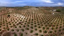 Campo de olivos en el municipio de Escañuela (Jaén).