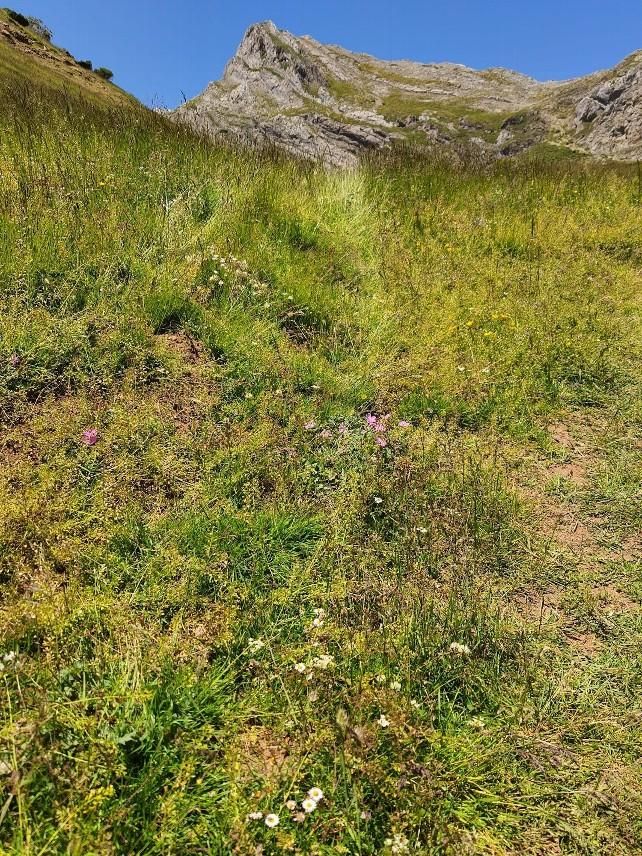 Rodada de motocicleta por encima de Centaurea janeri subsp. babiana (flores moradas)