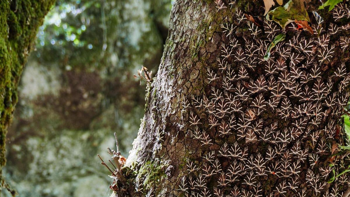 Un tronco con vida. Miles de mariposas tapizan uno de los 'zitias' del Valle de las Mariposas.