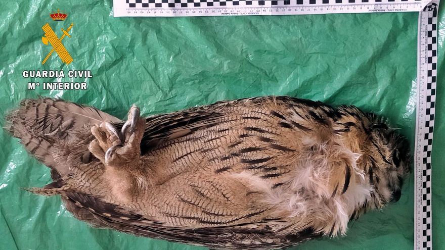 Interceptado un hombre con un kilo de marihuana y el cadáver congelado de un búho real en un pueblo de Badajoz