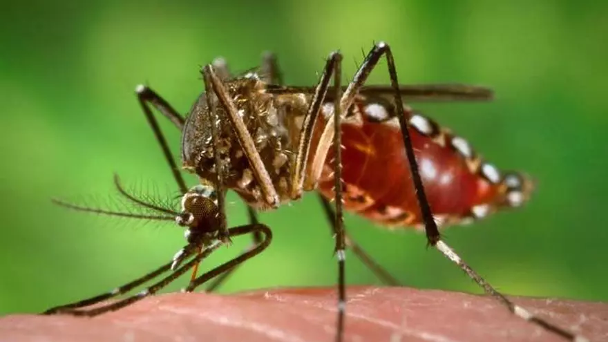En las últimas semanas, el Ministerio de Salud registró 8.000 nuevos casos de dengue  en 13 provincias