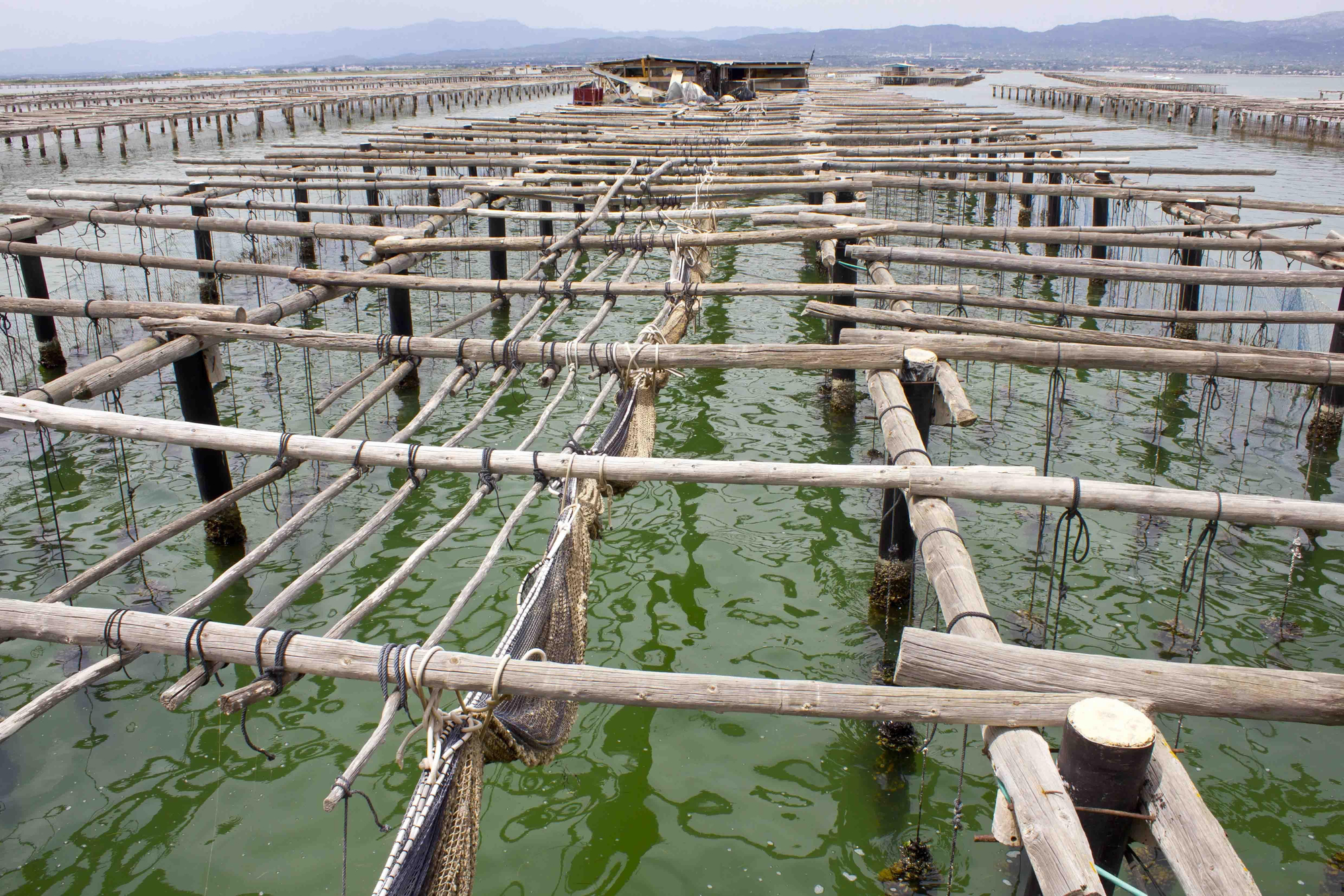Bateas para la cría de mejillones y ostras. Las aguas ricas que arrastra el Ebro son la fuente de alimentación de estas especies.