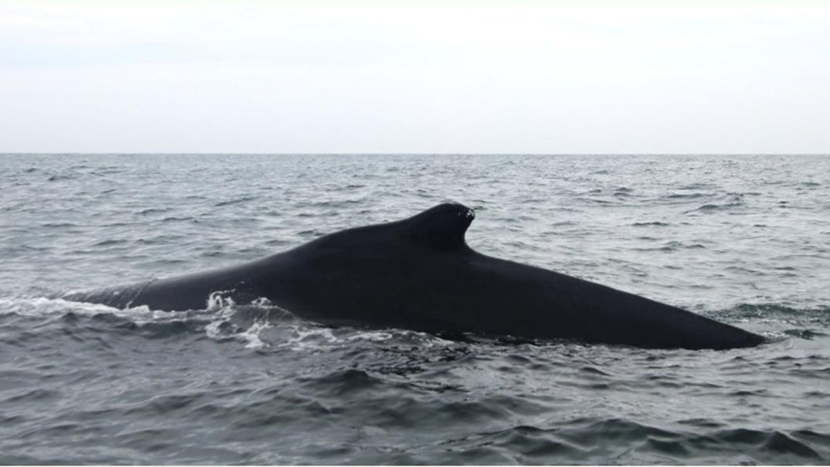 La ballena jorobada Encanto llevó el equipo durante cuatro meses hasta que la señal se perdió frente a Viña del Mar, en Chile. Foto: WWF Perú