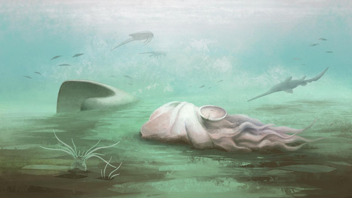 El pulpo que nunca lo fue: un estudio descarta que un famoso fósil de 300 millones de años corresponda a este molusco