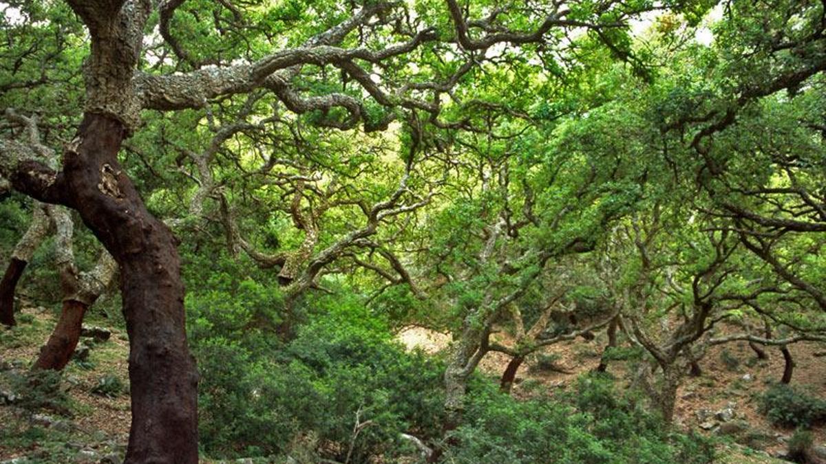 Espacio natural protegido, en este parque poblado de alcornocales se produce un tercio del corcho de toda la península