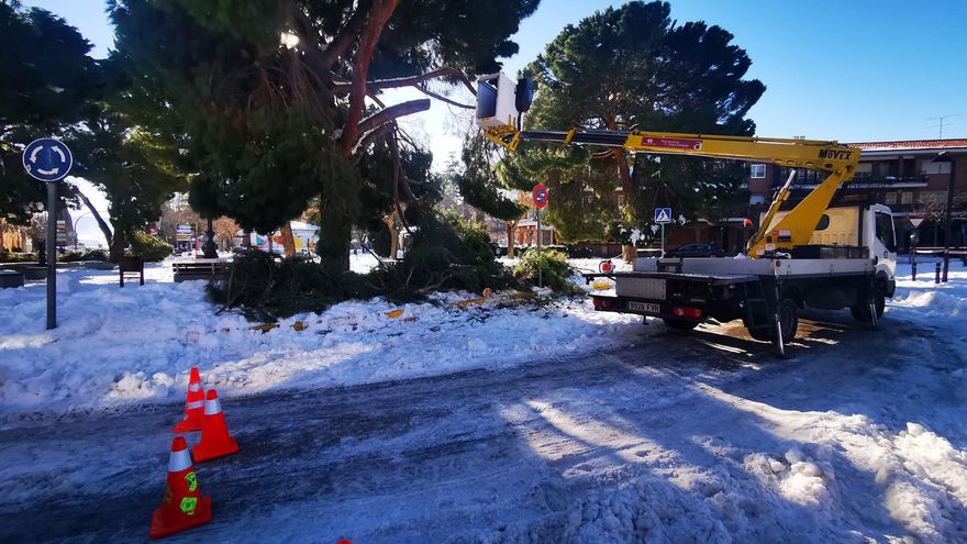 La borrasca Filomena ha dejado daños en el patrimonio forestal en Azuqueca (Guadalajara)