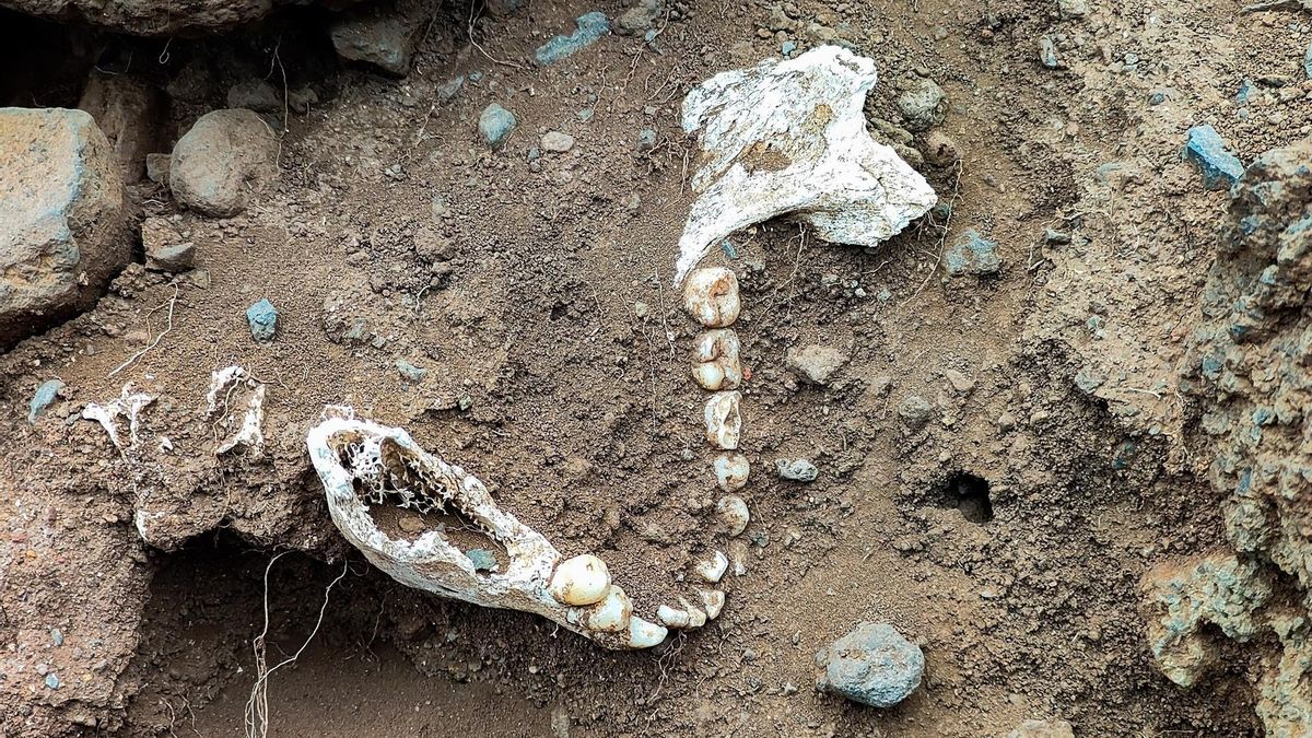 Patrimonio ultima una excavación en Garachico para determinar si un esqueleto es un represaliado franquista
