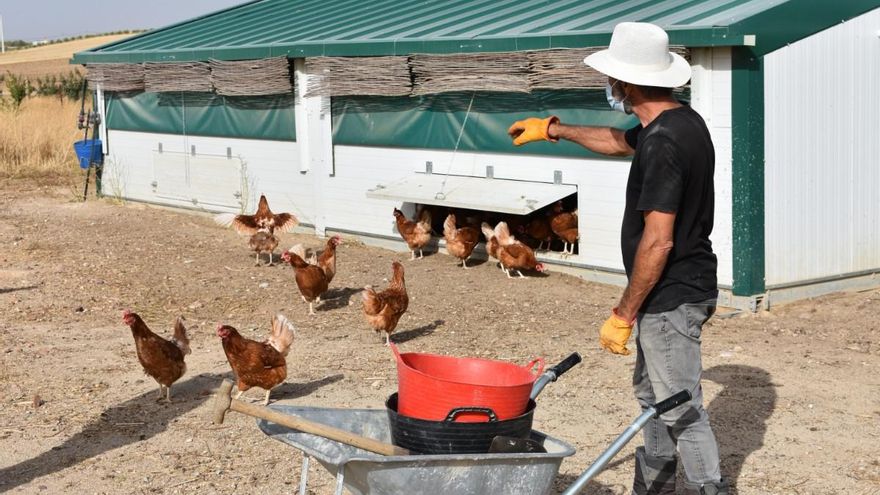 Ecológicos y sostenibles, así son los huevos de la granja toledana La Pradera: “Es el camino del futuro”