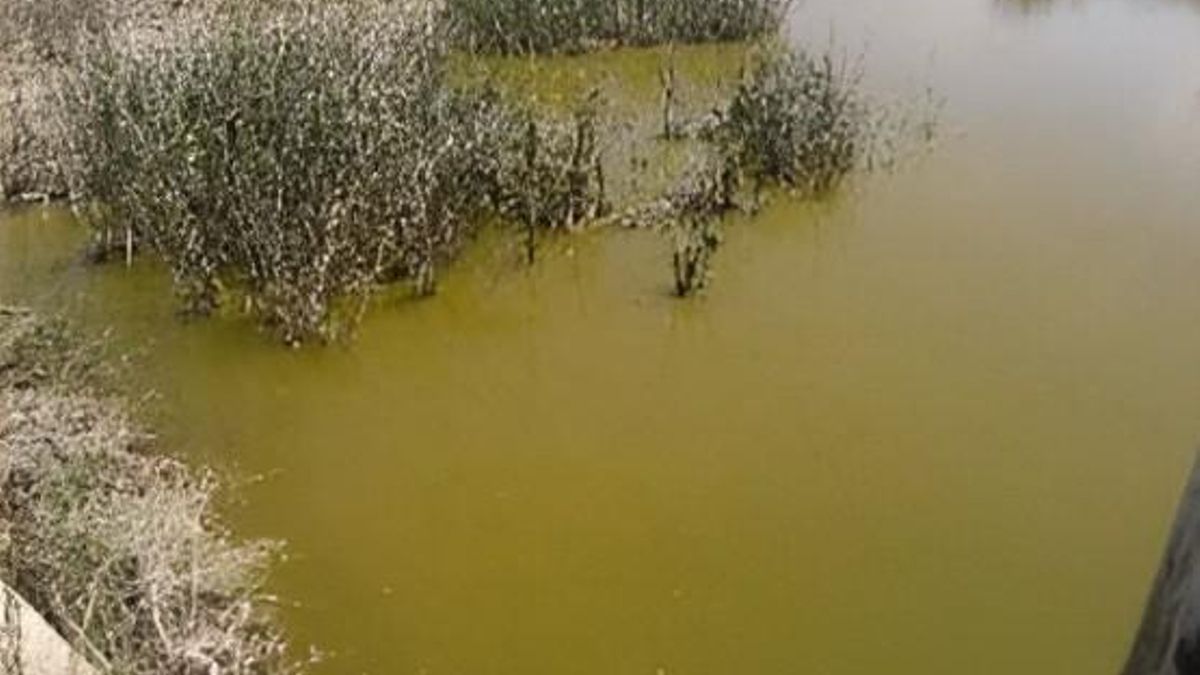 Cianobacterias en una laguna de Doñana.