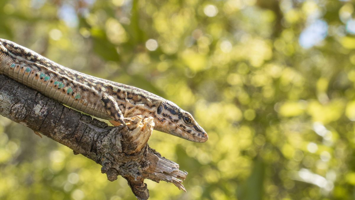 Un ejemplar de Podarcis pityusensis, en peligro de extinción.