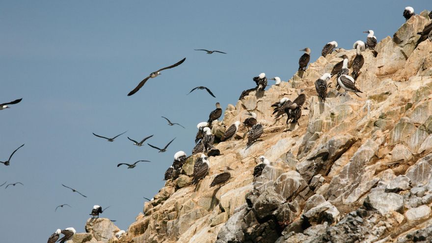 Cómo la caca de aves construyó el imperio de Perú y luego lo desplomó