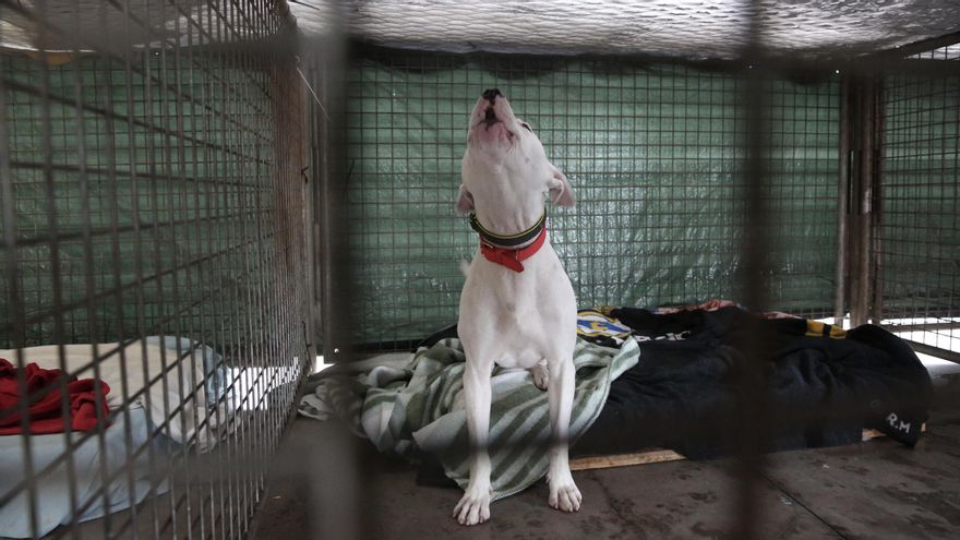 Pacma solicita la creación de centros de acogida en La Palma para animales abandonados y en peligro por el volcán