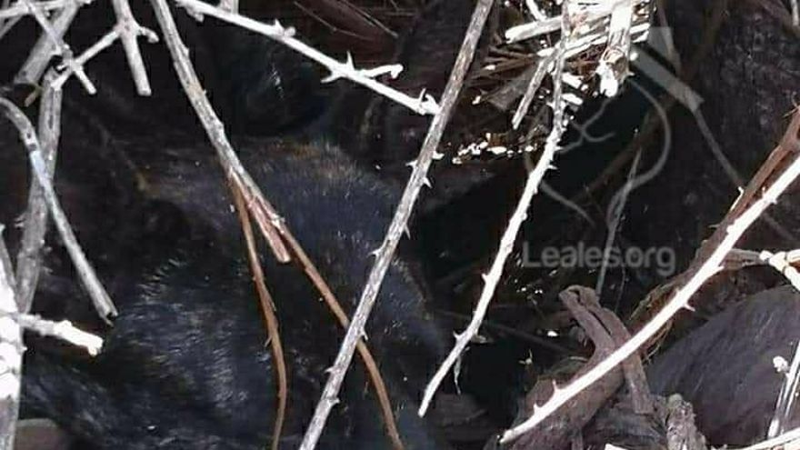 El perro atrapado en el cepo no resultó muy malparado, gracias al tamaño del animal