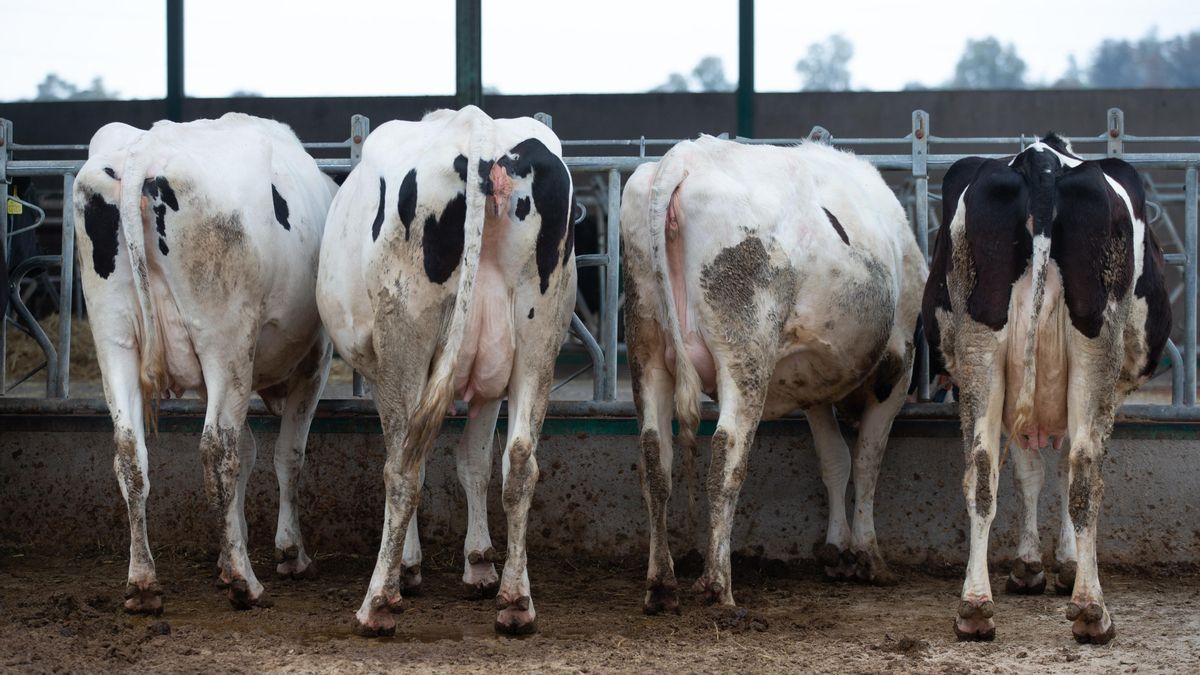 Varias vacas lecheras, de la raza frisona
